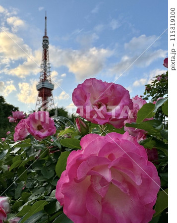 ピンクのバラ越しに見える東京タワー 115819100