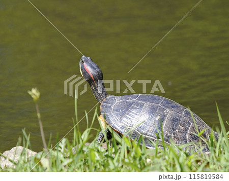 アカミミガメ 115819584