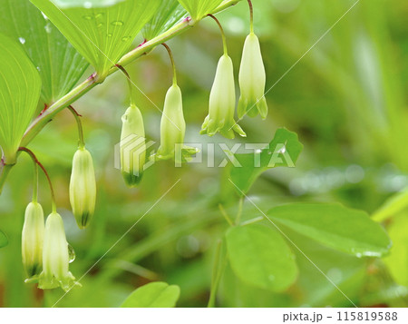 白いアマドコロの花 115819588