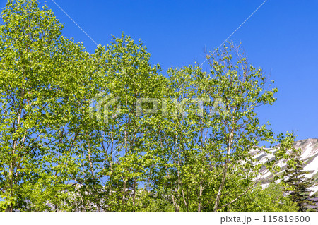 夏の長野県から見る雄大な北大雪の山並み 115819600