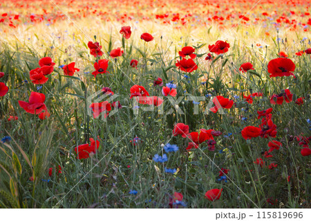 Cornflowers and poppy flowers in summer meadow. Summertime landscape. Wild flowers field. Blue cornflowers and red poppies in wheat field. Bluebottle and poppy in grass. Summer nature background. 115819696