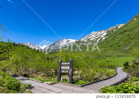 新緑が映える初夏の長野県の栂池 115819878