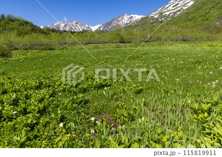 新緑が映える初夏の長野県の栂池 115819911