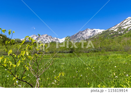 新緑が映える初夏の長野県の栂池 115819914