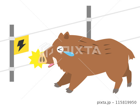 イノシシ対策で設置した電気柵に触れて猪がびっくりするイラスト（獣害対策） 115819950