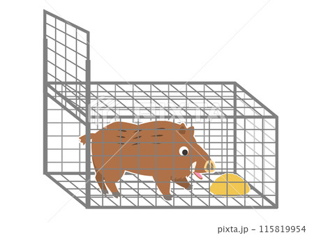 餌に釣られて箱罠に入るイノシシ、捕獲された猪 115819954