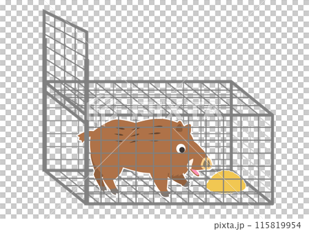 A wild boar is lured into a box trap by bait, and is captured A wild boar is lured into a box trap by bait, and is captured 115819954