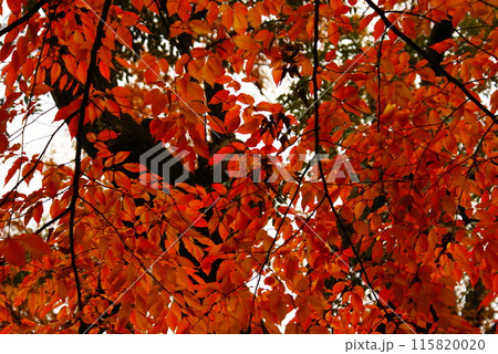カラー　紅葉　植物　秋　公園　（2024年6月登録） 115820020