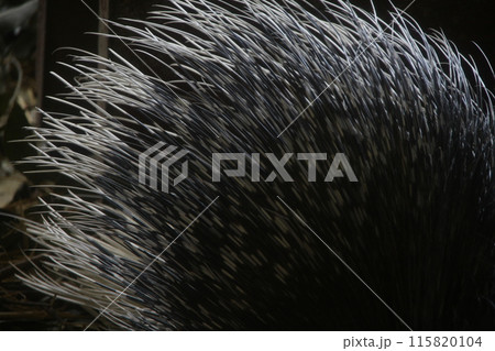 ヤマアラシのとげ 115820104