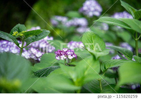 小さい紫陽花の花 115820259
