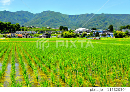 箕輪北小学校周辺を望む(長野県箕輪町)【2024.6】 箕輪北小学校周辺を望む(長野県箕輪町)【2024.6】 115820504