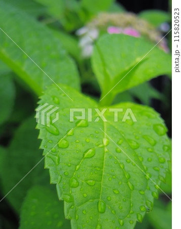 雨に濡れた葉と蟻 雨に濡れた葉と蟻 115820523