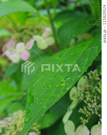 雨に濡れた紫陽花の葉 雨に濡れた紫陽花の葉 115820524