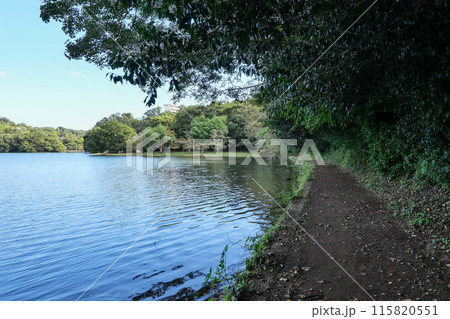 静岡県　伊東市　一碧湖（大池）遊歩道 115820551