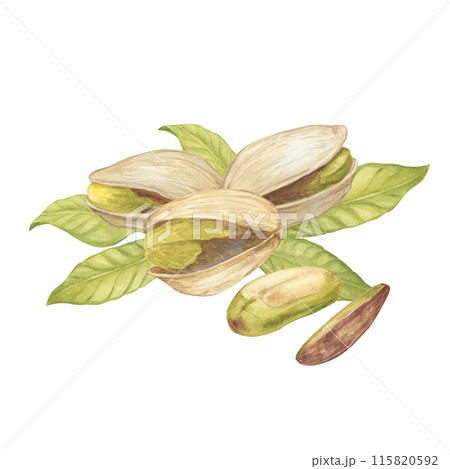 Pistachio nut with leaves watercolor illustration. Botanical drawing sketch stylized. Isolated. Hand drawn, suitable for food packaging design 115820592