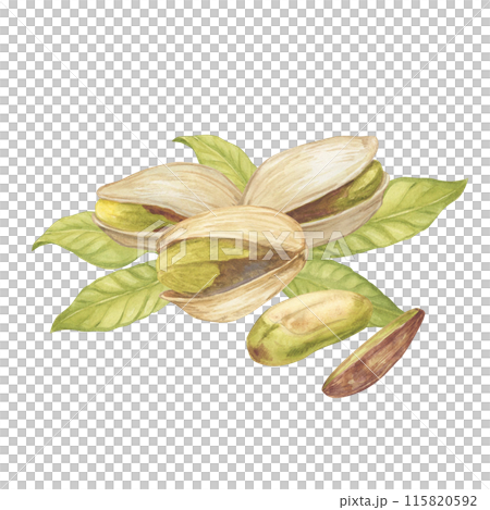 Pistachio nut with leaves watercolor illustration. Botanical drawing sketch stylized. Isolated. Hand drawn, suitable for food packaging design 115820592