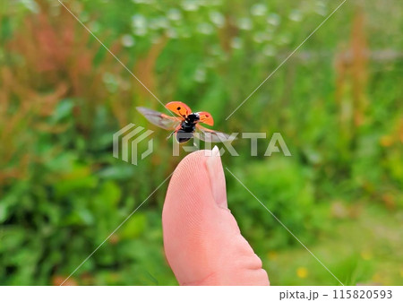 Ladybug taking off from human hand 115820593
