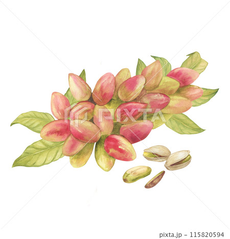 Pistachio tree fruits and leaves with pistachios watercolor illustration set. Botanical drawing sketch stylized. Isolated. Hand drawn, suitable for food packaging design 115820594