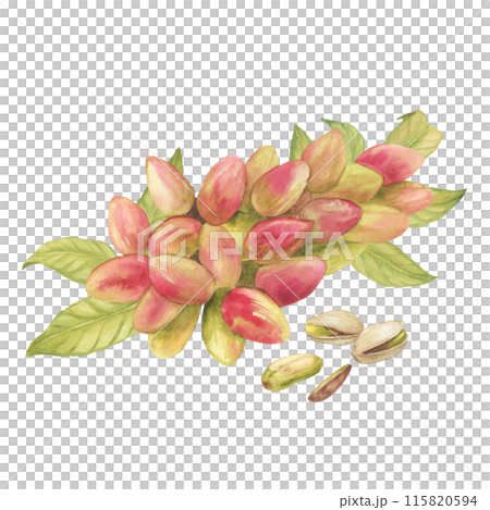 Pistachio tree fruits and leaves with pistachios watercolor illustration set. Botanical drawing sketch stylized. Isolated. Hand drawn, suitable for food packaging design 115820594