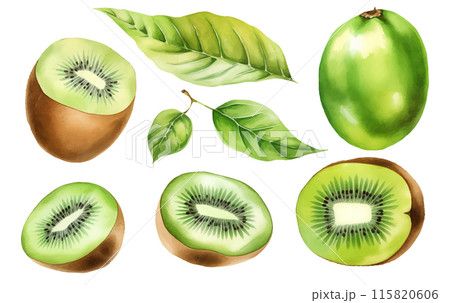 set vector watercolor illustration of ripe green kiwi isolated on white background 115820606