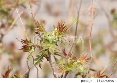 branch in spring nature, blooming flowering buds, willow branches, spring background. 115820690