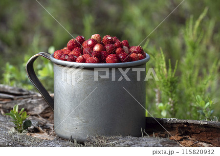 Full mug of ripe wild strawberries in a summer forest. Full mug of ripe wild strawberries in a summer forest. 115820932