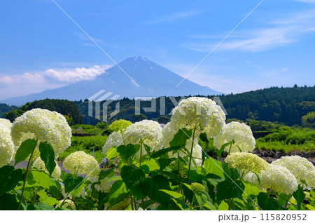 静岡県・富士宮市柚野の紫陽花と富士山 115820952