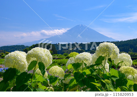 静岡県・富士宮市柚野の紫陽花と富士山 静岡県・富士宮市柚野の紫陽花と富士山 115820953
