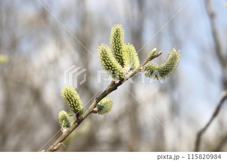 willow branch in spring nature, flowering buds, willow branches, spring background. willow branch in spring nature, flowering buds, willow branches, spring background. 115820984