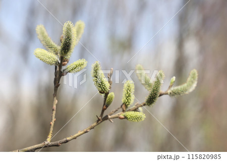 willow branch in spring nature, flowering buds, willow branches, spring background. 115820985