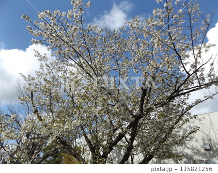 こじま花の会花畑桜並木の満開のサクラ こじま花の会花畑桜並木の満開のサクラ 115821256