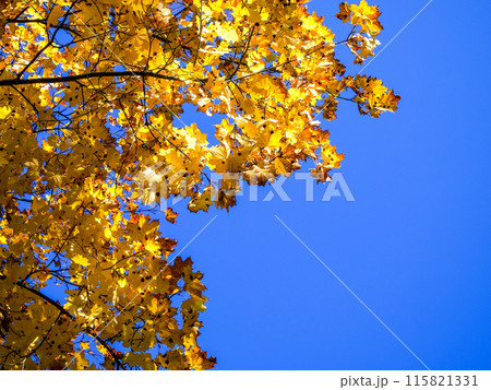 Autumn Sky Autumn Sky 115821331