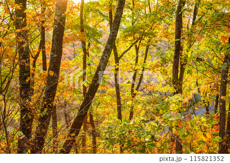 大峰高原の紅葉【北安曇郡池田町】 115821352