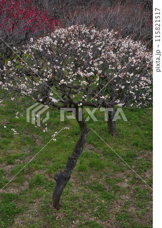 道明寺の梅 道明寺の梅 115821517