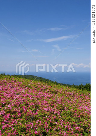 さつきの花が咲く、星ヶ山公園「さつきの郷」 115821573