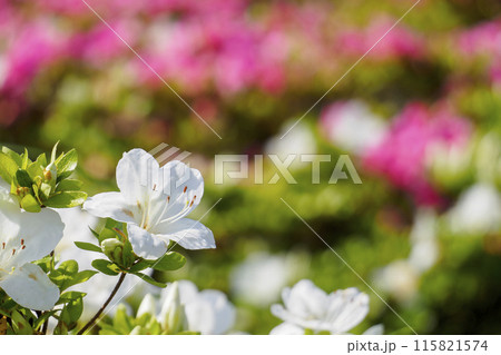 白のさつきの花、背景に赤い花 115821574