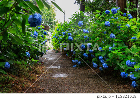 磯山神社の紫陽花（栃木県鹿沼市） 115821619