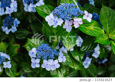 磯山神社の紫陽花（栃木県鹿沼市） 115821623