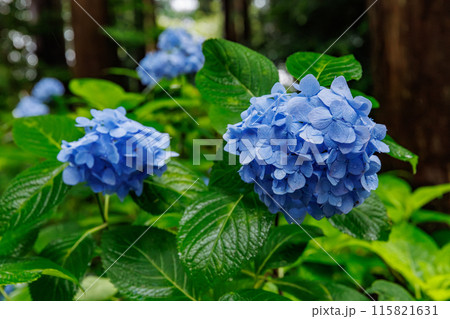 磯山神社の紫陽花（栃木県鹿沼市） 115821631