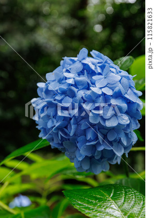 磯山神社の紫陽花(栃木県鹿沼市) 磯山神社の紫陽花(栃木県鹿沼市) 115821633