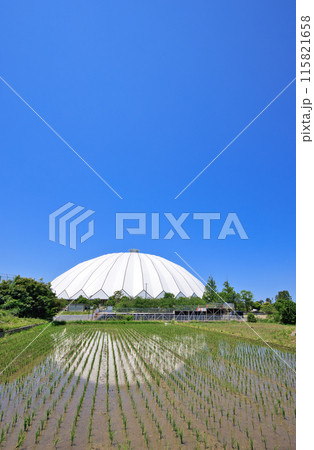 〈島根県〉6月の出雲ドーム　田んぼに映る出雲ドーム 115821658