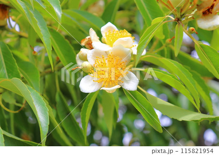 イジュ 白色の花 イジュ 白色の花 115821954