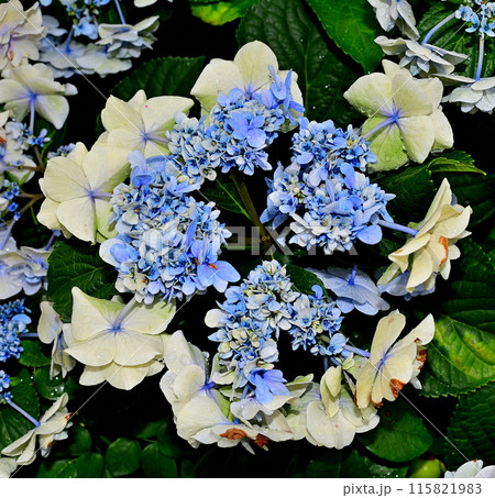 特別に美しい紫陽花 115821983