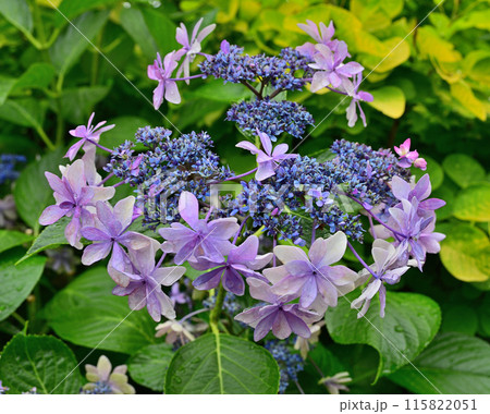 特別に美しい紫陽花 特別に美しい紫陽花 115822051
