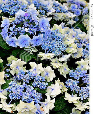 特別に美しい紫陽花 115822075