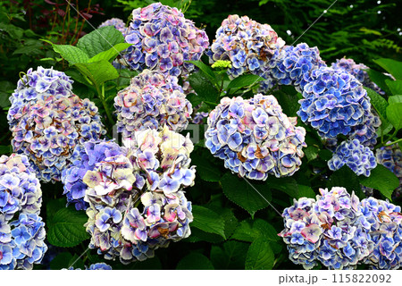 特別に美しい紫陽花 特別に美しい紫陽花 115822092