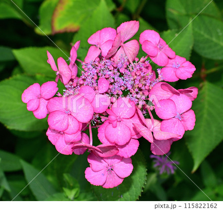 特別に美しい紫陽花 特別に美しい紫陽花 115822162