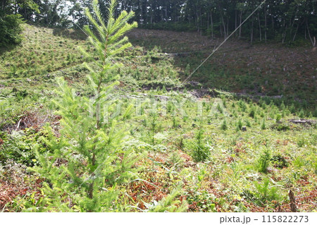 伐採後のカラマツ植林による森林再生 伐採後のカラマツ植林による森林再生 115822273