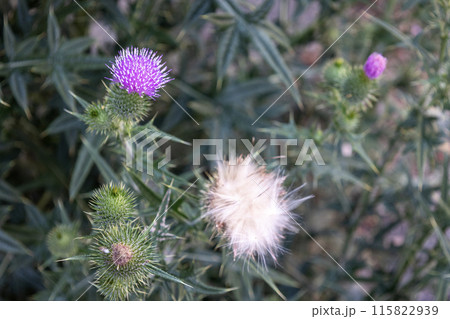 ピンク色のアザミの花と冠毛 ピンク色のアザミの花と冠毛 115822939