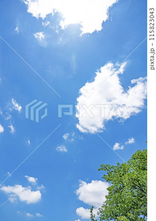 初夏の雲と木立 初夏の雲と木立 115823043